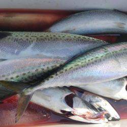 遊漁船 新鋭丸 釣果