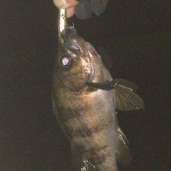 まだまだバチ抜け