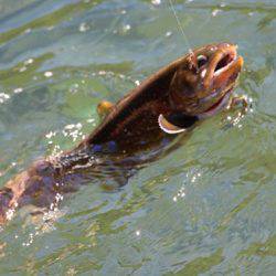 小菅トラウトガーデン 釣果