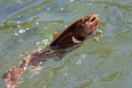 小菅トラウトガーデン 釣果