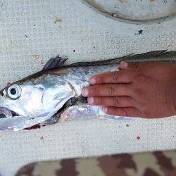 遊漁船 ニライカナイ 釣果