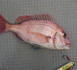 IDATEN(イダテン) 釣果