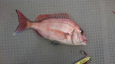 IDATEN(イダテン) 釣果