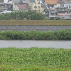 狩野川(狩野川漁業協同組合) 釣果