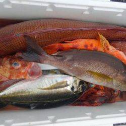 遊漁船 新鋭丸 釣果