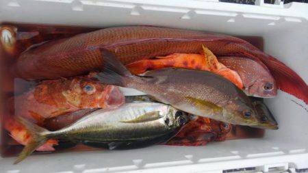 遊漁船 新鋭丸 釣果