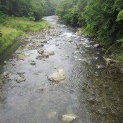 狩野川（狩野川漁業協同組合） 釣果