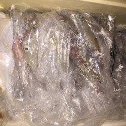 幸風（さちかぜ） 釣果