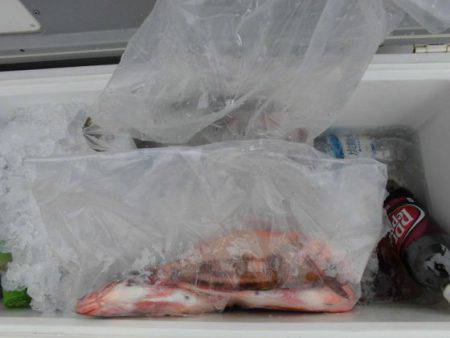 大進丸（新潟） 釣果