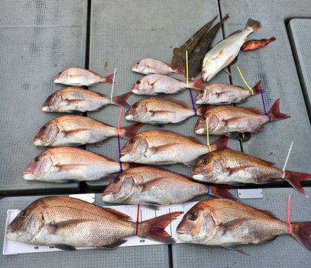 さんさん丸 釣果