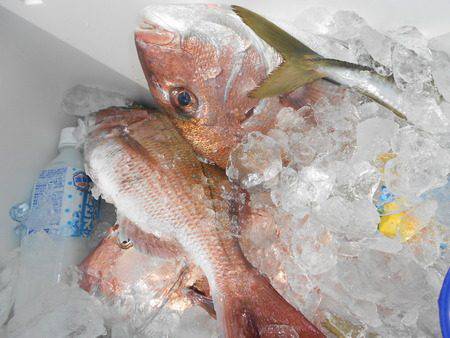 こうゆう丸 釣果