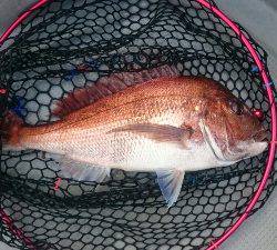 IDATEN（イダテン） 釣果