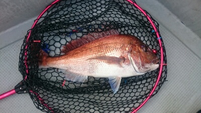 IDATEN（イダテン） 釣果