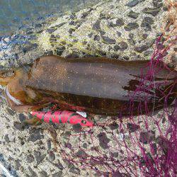 改造の成果！…？