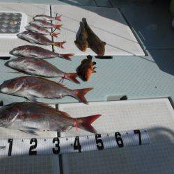 遊漁船 幸友丸 釣果