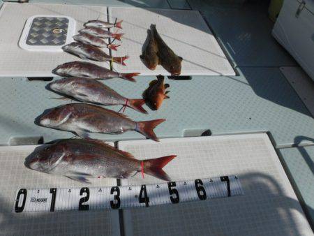 遊漁船 幸友丸 釣果