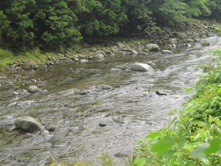 狩野川（狩野川漁業協同組合） 釣果