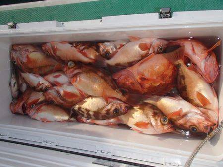 第二むつ漁丸 釣果