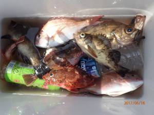 石川丸 釣果