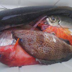 遊漁船 新鋭丸 釣果