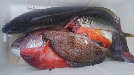 遊漁船 新鋭丸 釣果