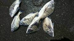 まこと渡船 釣果