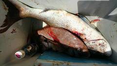 まこと渡船 釣果