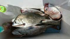 まこと渡船 釣果