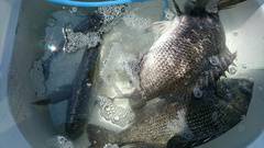 まこと渡船 釣果