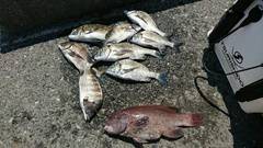 まこと渡船 釣果