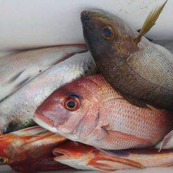 遊漁船 新鋭丸 釣果