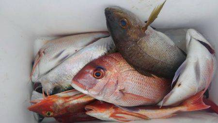 遊漁船 新鋭丸 釣果