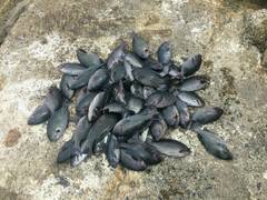 まこと渡船 釣果