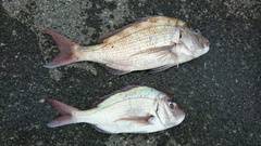 まこと渡船 釣果