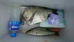 まこと渡船 釣果