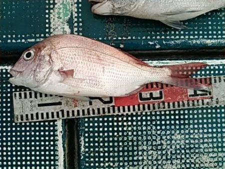 フィッシングガイド りょう 釣果