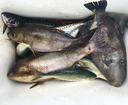 おざき丸 釣果