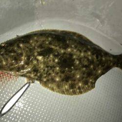 IDATEN（イダテン） 釣果