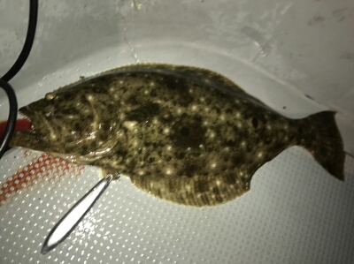 IDATEN（イダテン） 釣果