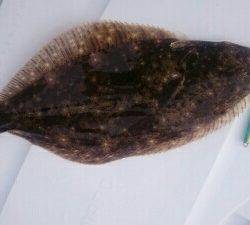 IDATEN(イダテン) 釣果