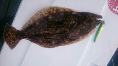 IDATEN（イダテン） 釣果