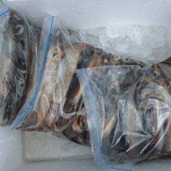 大進丸(新潟) 釣果