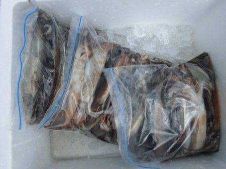 大進丸(新潟) 釣果