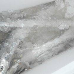 こうゆう丸 釣果