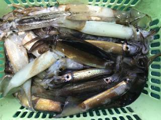 なかくに丸 釣果