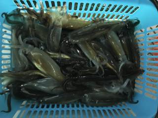 なかくに丸 釣果