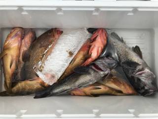 なかくに丸 釣果