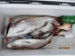 なかくに丸 釣果