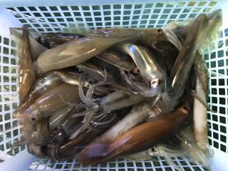 なかくに丸 釣果