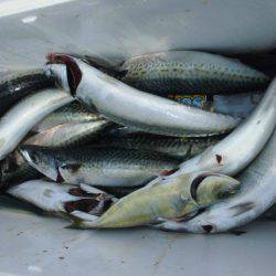 大進丸(愛知) 釣果